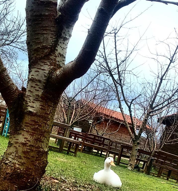 Salkim Konak Ve Agac Evler Pension Selçuk Buitenkant foto